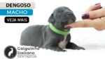 galgo italiano