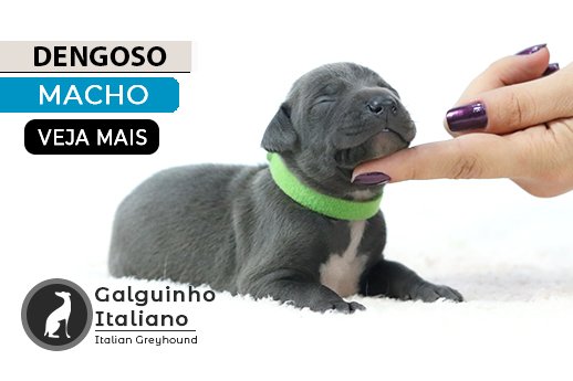 galgo italiano