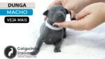 italian greyhound