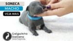 galguinho italiano