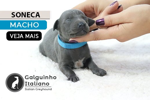 galguinho italiano
