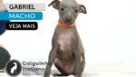filhote de galgo italiano