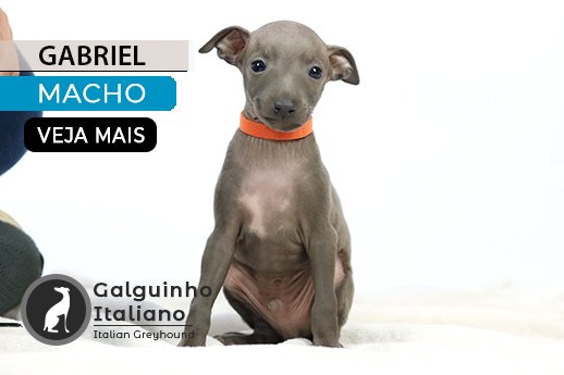 filhote de galgo italiano
