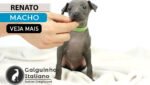 galguinho italiano
