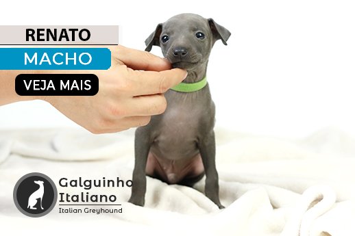 galguinho italiano