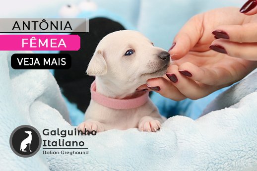 galgo italiano isabela