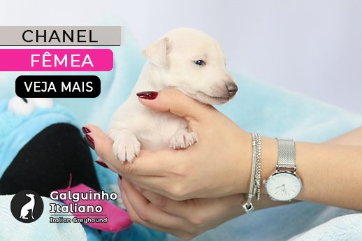 filhote galgo italiano isabela