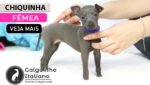 filhote de galguinho italiano