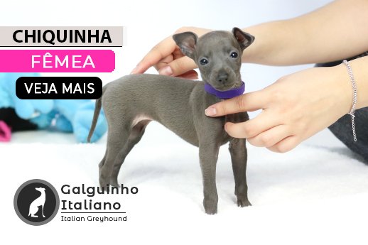 filhote de galguinho italiano
