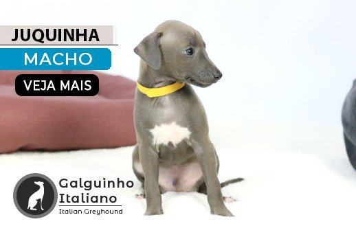 Filhote de galgo italiano a venda