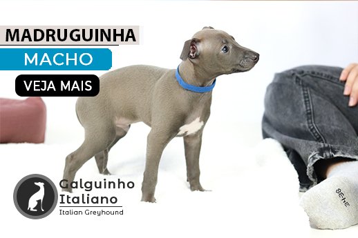 filhote de galgo italiano cinza
