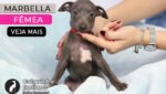 canil de galgo italiano