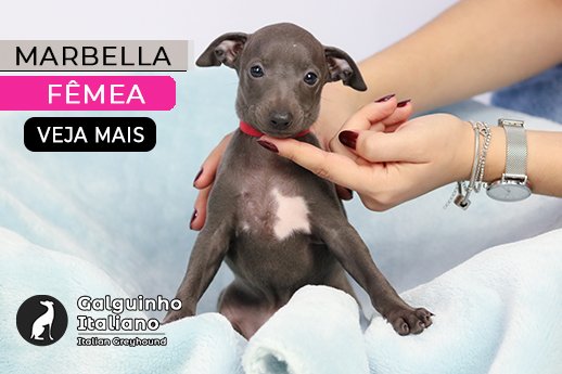 canil de galgo italiano