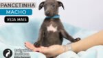 galgo italiano filhote