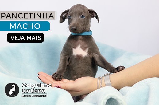 galgo italiano filhote