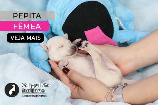 filhote de galgo italiano isabela