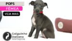 filhote de galgo italiano