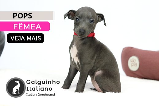 filhote de galgo italiano