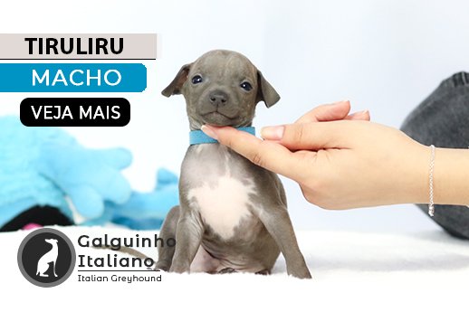 filhote de galgo italiano