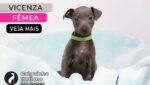 canil de galgo italiano
