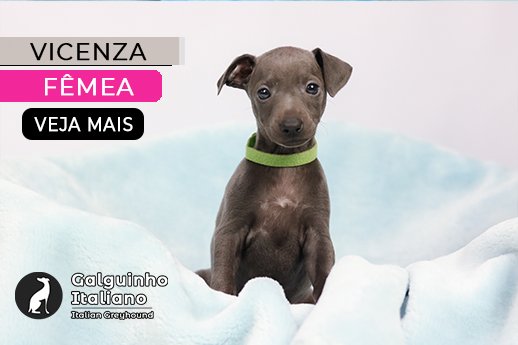 canil de galgo italiano